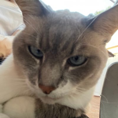 elmoumouss's profile picture. je suis là uniquement pour observer