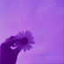 Violet Hammond 💜 (@violeth310) Twitter profile photo Violet Hammond 💜 (@violeth310) Twitter profile photo