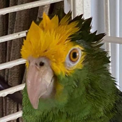 Flipperさんのプロフィール画像