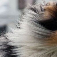 Pachesham Agility (@pagility) 's Twitter Profile