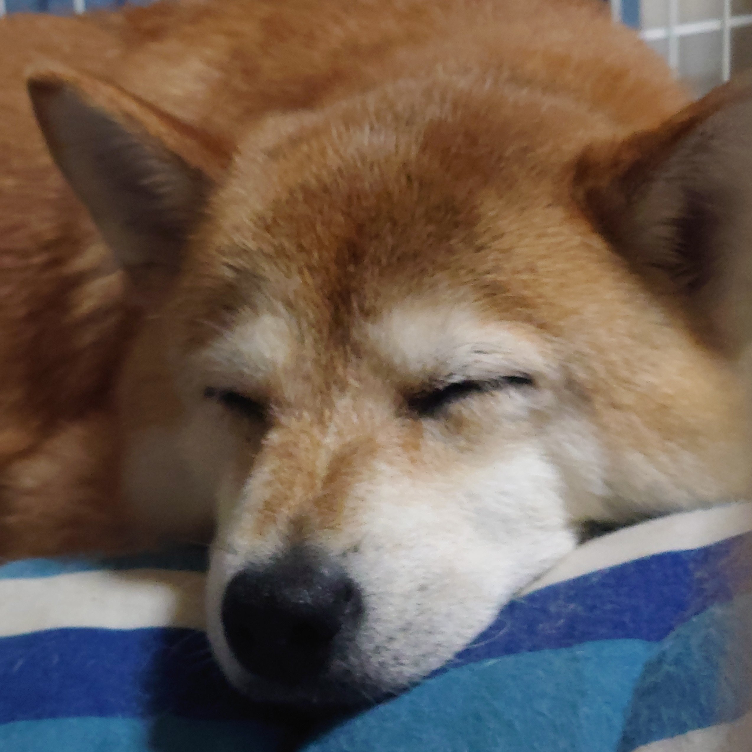ないぐる！/犬ドッグさんのプロフィール画像