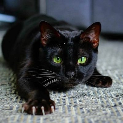 BlazeMinn's profile picture. 