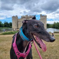 💜PearlyWhirlyGreyhound💜 (@whirly_pearly) 's Twitter Profile