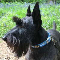 Alistair Hill (@bigalnicu) 's Twitter Profile