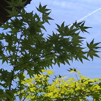 2iZwBXzPkQMgqYM's profile picture. 東京ゲゲゲイ。レキシ。GLIM SPANKY。音楽好き。面白いこと好き。