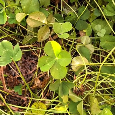 abcddoykz's profile picture. 太ってます。セックス。 あいたいけい 年中発情期 無言フォローお許しください