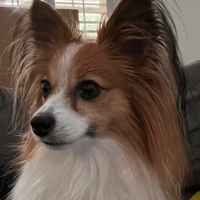 GCAMI_65's profile picture. #americafirst #maga I love living in Florida. 🇺🇸🇮🇹Dog lover.