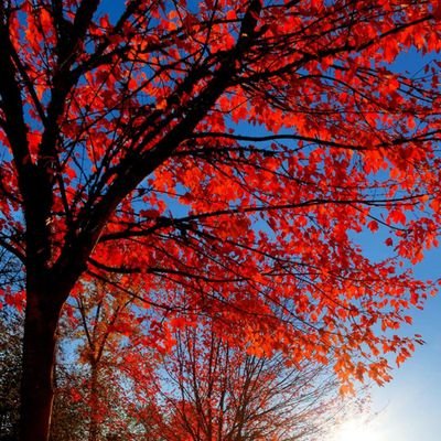 Karen35929239's profile picture. 🍁🎃🍂
Mom of three awesome kids, two on earth and one in Heaven 😇
Widow to an amazing man 💔
 Full time Sr. Telecom Analyst