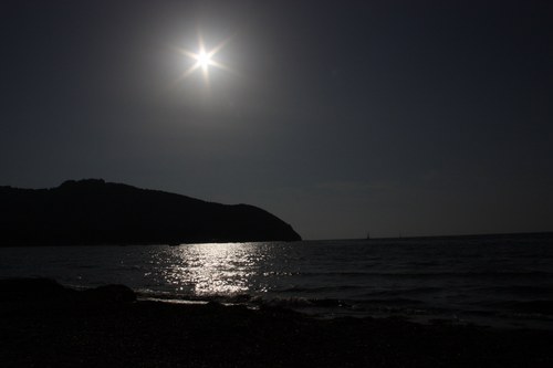 jvulpesvulpes's profile picture. 