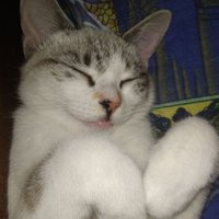 爪讠⼕卄ㄩ 😻 🐾 🐈 (@michu3006) 's Twitter Profile Photo 爪讠⼕卄ㄩ 😻 🐾 🐈 (@michu3006) 's Twitter Profile Photo