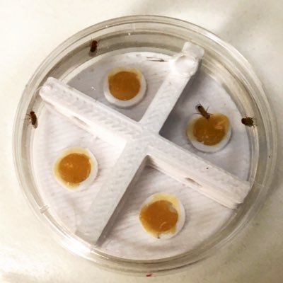 lab_olivares's profile picture. The Olivares lab at @CIBumayor focuses on the role of Developmental Biology and Genetics on complex behaviors in Drosophila.