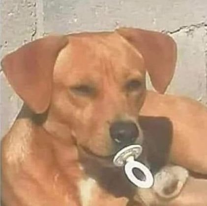 🐶さんのプロフィール画像