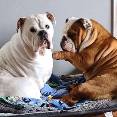 Big Peg is a 2 year old Bulldog and Lola Lollypop is a 5 year old Australian Bulldog, we love walks and seeing all our animal frens 💖 
Just for FUN