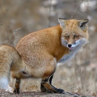 hexumfox