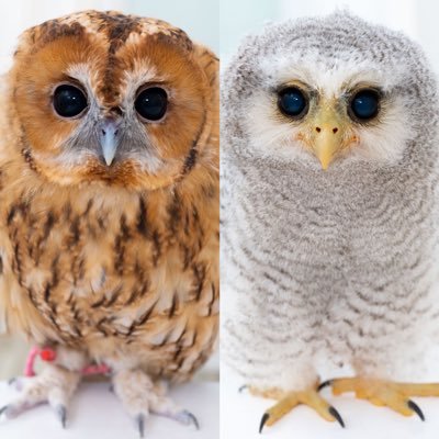 🦉モリフクロウ→まる♀【🎂22.3.30 🏠22.4.22】🦉マレーワシミミズク→サトシ♂【🎂22022.6.3🏠22.8.25】フクロウLifeをお届け✉️♥️ |他→イタグレ2・ハム14・マウス4・ラット1・イエアメガエル2・インコ2・スキニーモル2 飼ってます✨️