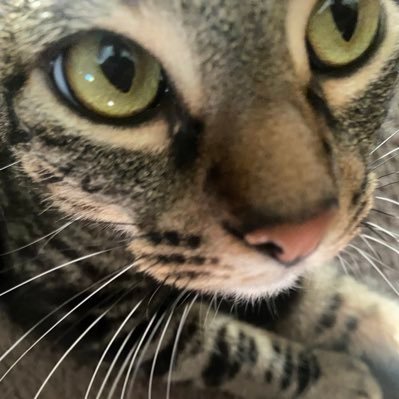 fartmyself2deth's profile picture. BLACK LIVES MATTER | this is a fan account for my cat