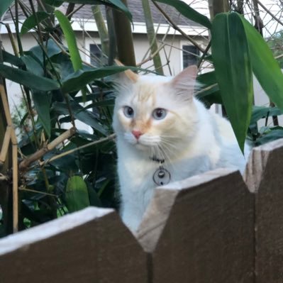 ql_crises's profile picture. 