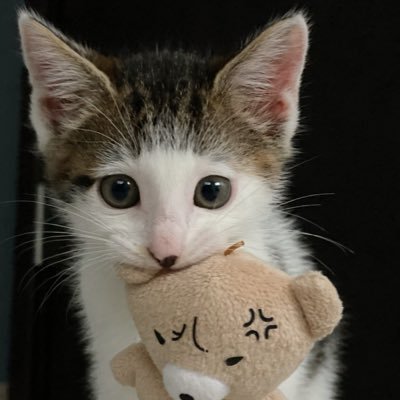 🎂4/10 保護猫出身3歳の食いしん坊男子🐱真の漢になるために修行中🐱特技:オモチャを運ぶ 🧸お気に入りのオモチャ:バナナさん🍌✨好きな食べ物は最初に食べる派🐱Instagramのストーリーは毎日更新✨