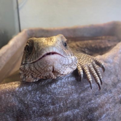 maigon0124's profile picture. できない、むり、ねむい、つかれた、やりたくない、かえりたい、おなかすいたしか言わないおたんこなーす。 ゆるめにがんばります。お年寄りの耳掃除が好きです。