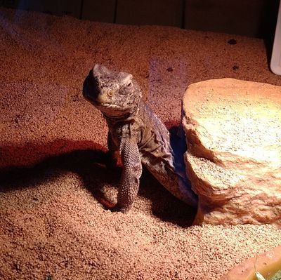 ツユシグレさんのプロフィール画像