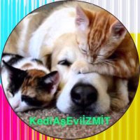 Kediaseviizmit (@kediaseviizmit) 's Twitter Profile Photo
