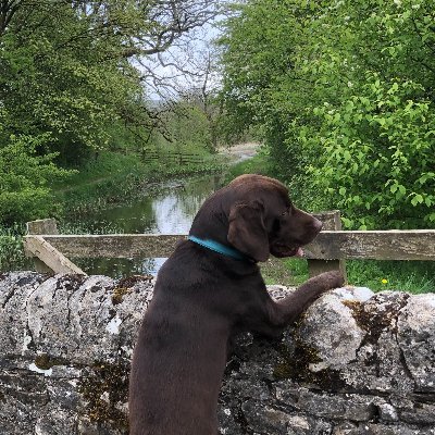 Loves AVFC and my nosey chocolate labrador, Dash (and also my family of course!). Be kind.