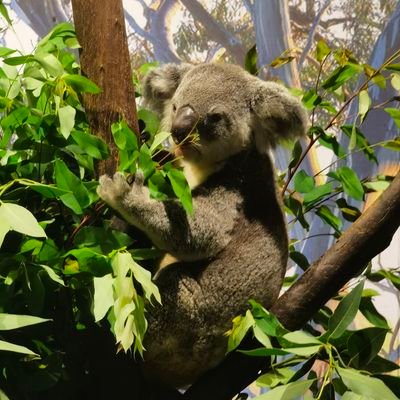 WilliamZHANH's profile picture. 