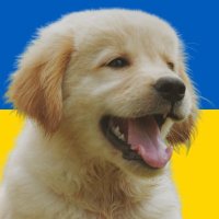 Koroluk (@korolukm) 's Twitter Profile