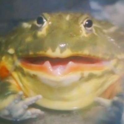 レオパ、ニシアフ、ツノガエル、アフウシ、ヒキガエル、シェルティ😋#爬虫類好きと繋がりたい #カエル好きと繋がりたい
🐸コミュ障🐸