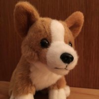 こぎ (@corgitarou) 's Twitter Profile Photo こぎ (@corgitarou) 's Twitter Profile Photo
