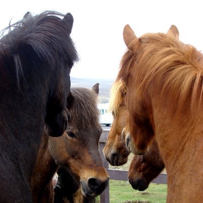 I am a PhD candidate at the R(D)SVS. My passion in life is learning about, sharing information, and making life better for our equine friends.