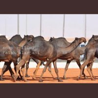 حادي العيس🐪 (@mstshar__1) 's Twitter Profile