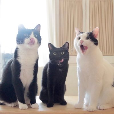 3匹のネコと夫婦で暮らしてます 黒猫♀メルシー/黒多ハチワレ♂ドッピオ/白多ハチワレ♂ラテ インスタhttps://t.co/cKOTdbbeJK YouTube https://t.co/oc16fA8jNk