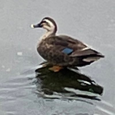 ネムネムさんのプロフィール画像
