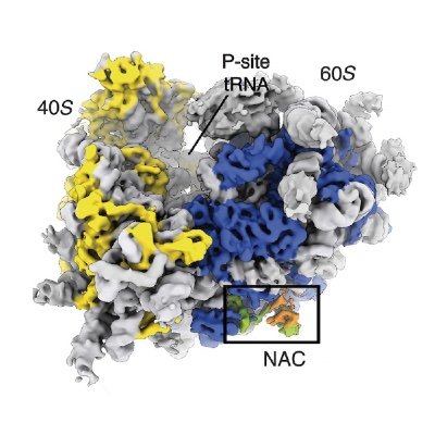 We are interested in understanding the basic principles of cellular proteostasis under normal, aging and disease conditions. Run by lab members. @UniKonstanz