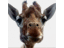 oddsocksarcade's profile image