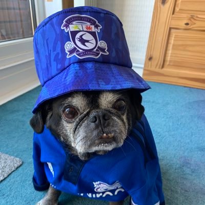 PugOlly's profile picture. Olivero mosquito alleandro price. Renting a home with boyf rob, Brudog and steve. Sponsor of @CardiffCityFCW player @ffi__ffi. Head Director of @PriceLimited.