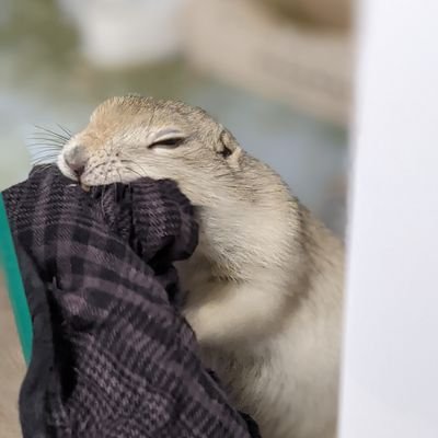 妻と娘(0歳)とジリスを愛するニンゲンのアカウント。おもち(2022.3.20爆誕)。犬好きの夫と猫好きの妻が和解してリチャードソンジリスをお迎えしました。趣味は料理。月間8000viewのリチャードソンジリスのブログ運営してます。↓