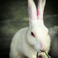 Rabbit Timeline(@rabbit_timeline) 's Twitter Profile Photo