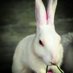 RABBIT LRT (@rabbit_timeline) Twitter profile photo RABBIT LRT (@rabbit_timeline) Twitter profile photo