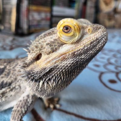 Handsome Bearded Dragon YouTube/Instagram/Facebook/TikTok ~Halltastic~ Please follow! We appreciate all your support ❤ Nature/Wildlife/Art and so much more!