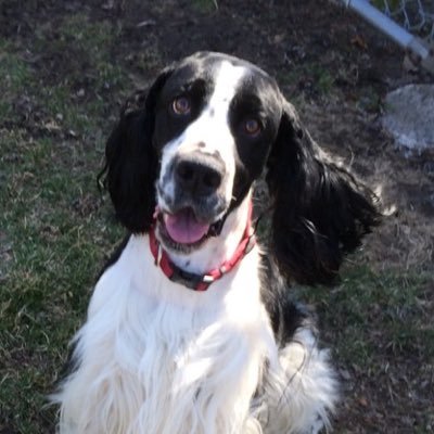 Strategic fundraising counsel to large nonprofit organizations. Spaniel scholar/educator/judge. Arthur-the-Springer is here, too.
