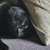 TruthbeTold (@callmecraybe) 's Twitter Profile