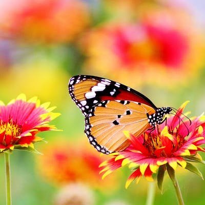 tardelor's profile picture. 