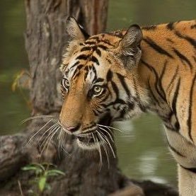 Reports on Saving Bandhavgarh's Wild Tigers from Poachers - GlobalGiving