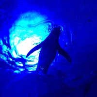 Masami4711 (@masami4711g) 's Twitter Profile