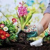 gardeninginfo's profile picture. 