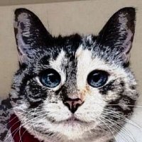gigifrompennsy🐕🐶🐕🦺 (@rightathome1234) 's Twitter Profile Photo gigifrompennsy🐕🐶🐕🦺 (@rightathome1234) 's Twitter Profile Photo