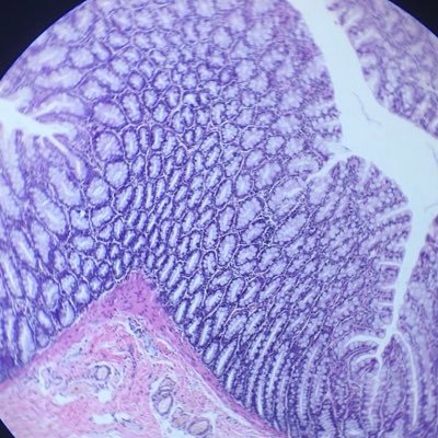 HCPC Registered Biomedical Scientist in Histopathology