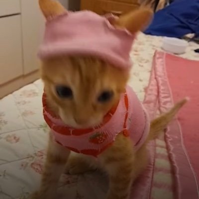 Astrellaさんのプロフィール画像